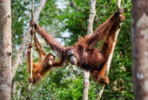Female of the orangutan with a baby in a tree. Indonesia. The is