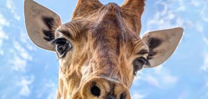 AdobeStock
