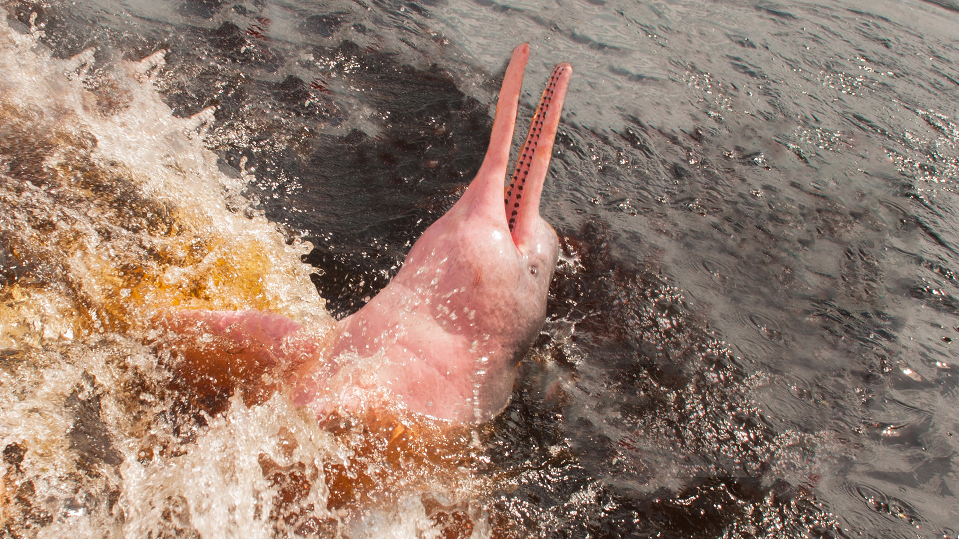Protecting The Amazon s Pink River Dolphins