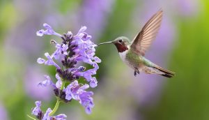 Hummingbird