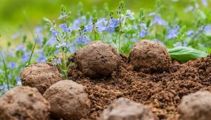 seed balls