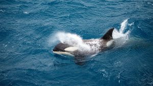 orca whale swimming