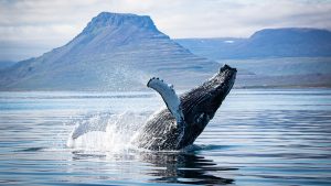 Humpback whale breaches with Mt. Kirkjufell in the distance. Humpbacks are one of the most common species to spot when whale watching in Iceland due to their playfulness, curiosity and inclination to swim closer to shore.