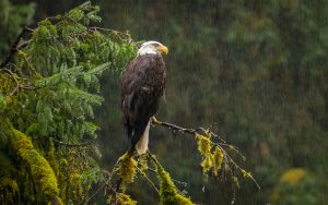 bald eagle in the rain