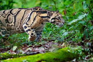 The elusive clouded Leopard