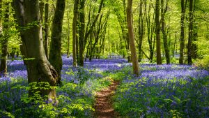 Sun streams through bluebell woods with deep blue purple flowers under a bright green beech canopy