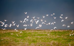 Arctic tern Sterna paradisaea Iceland. cloudy spring day Landscape