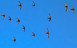 A flock of twelve flying black swifts. Common Swift (Apus apus).