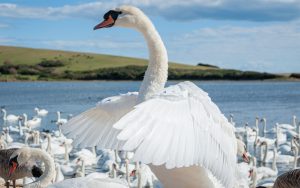 swans