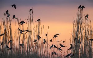 Barn swallows