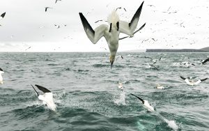 Northern gannets
