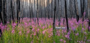 AdobeStock