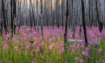 Fires and Forests: Controlled Burns and Beyond