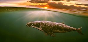 AdobeStock