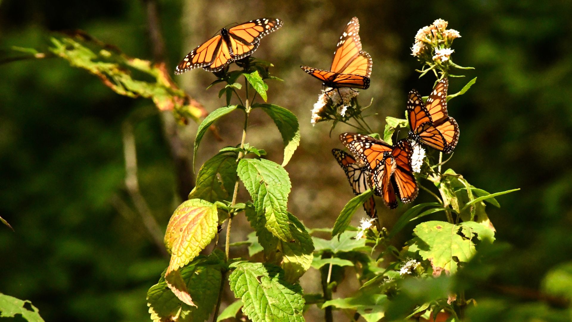 A close up of monarchs