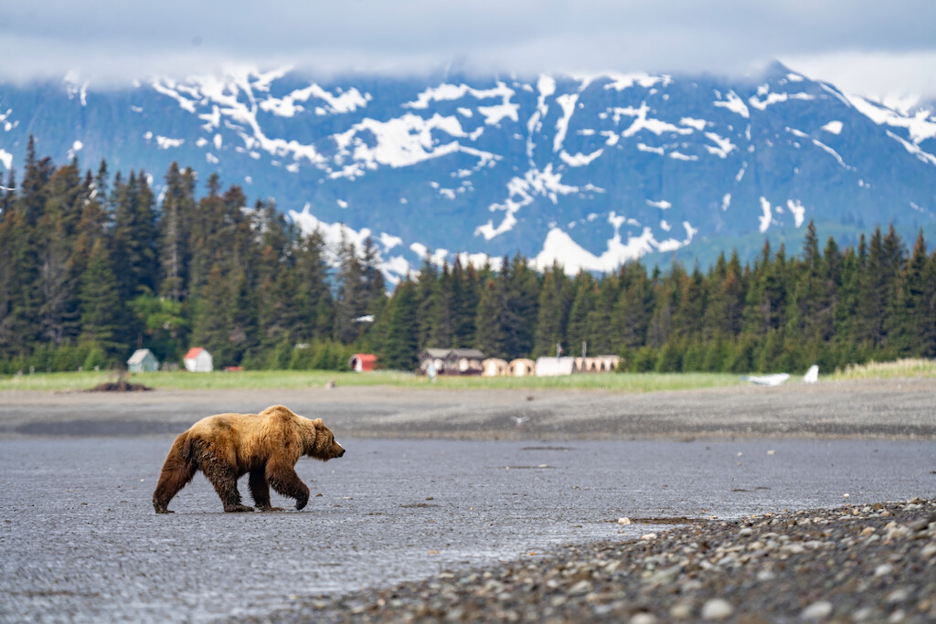 Brown bear walks past Nat Hab's Alaska Bear Camp