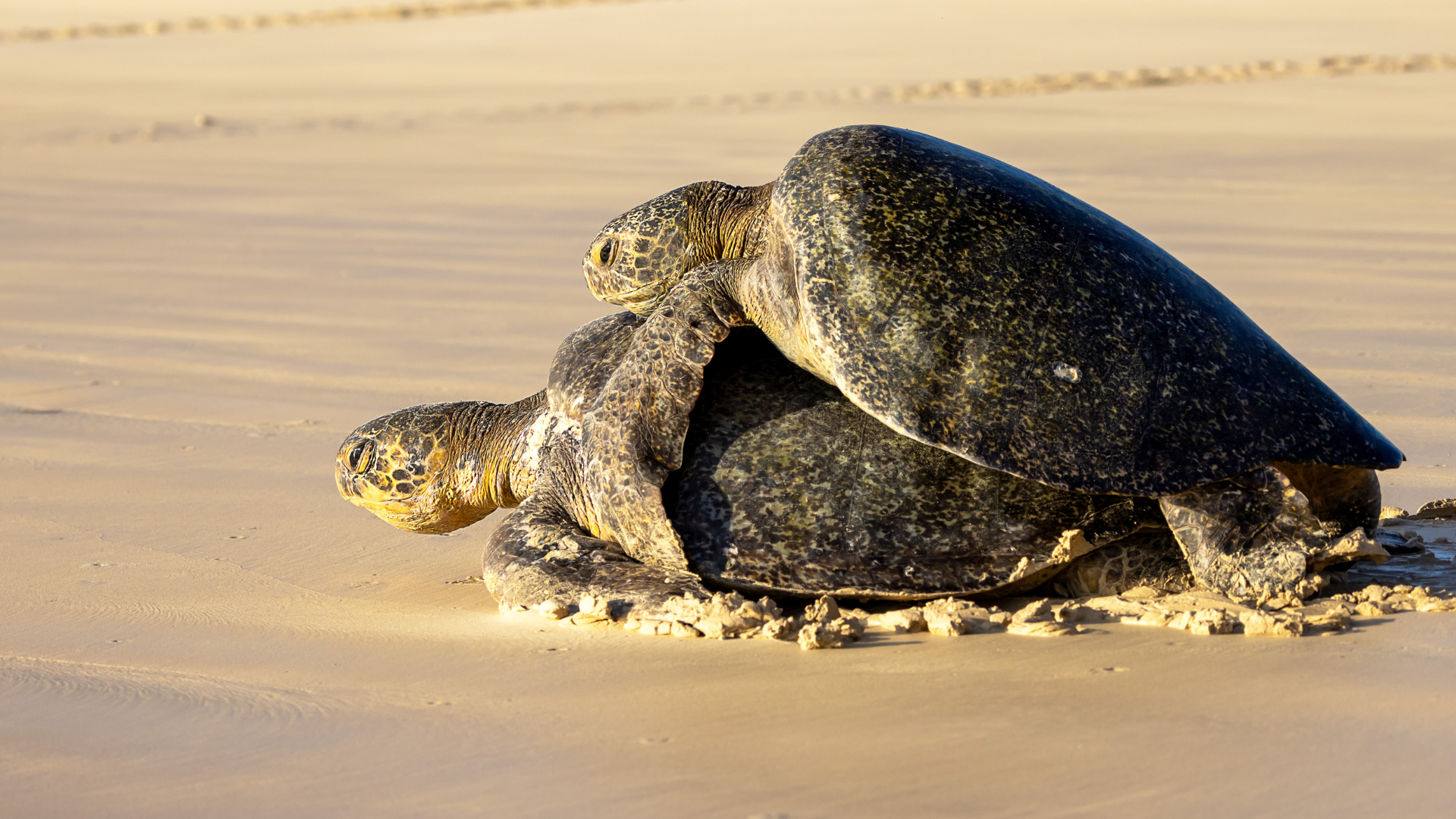 Two green sea turtles mating on the beach