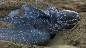 Close-up of a nesting leatherback sea turtle covered in sand