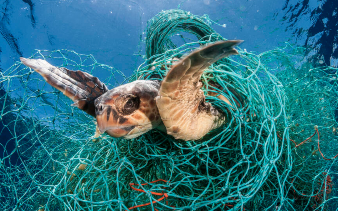 Even When the Tide Rises: Sea Turtles and Survival