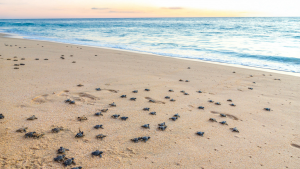 Numerous baby sea turtles crawling from sand to ocean