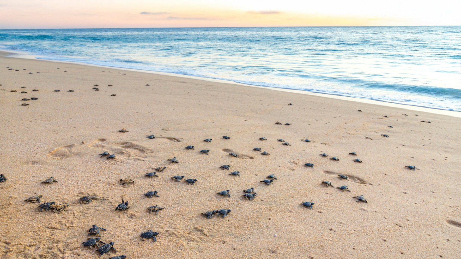 Numerous baby sea turtles crawling from sand to ocean