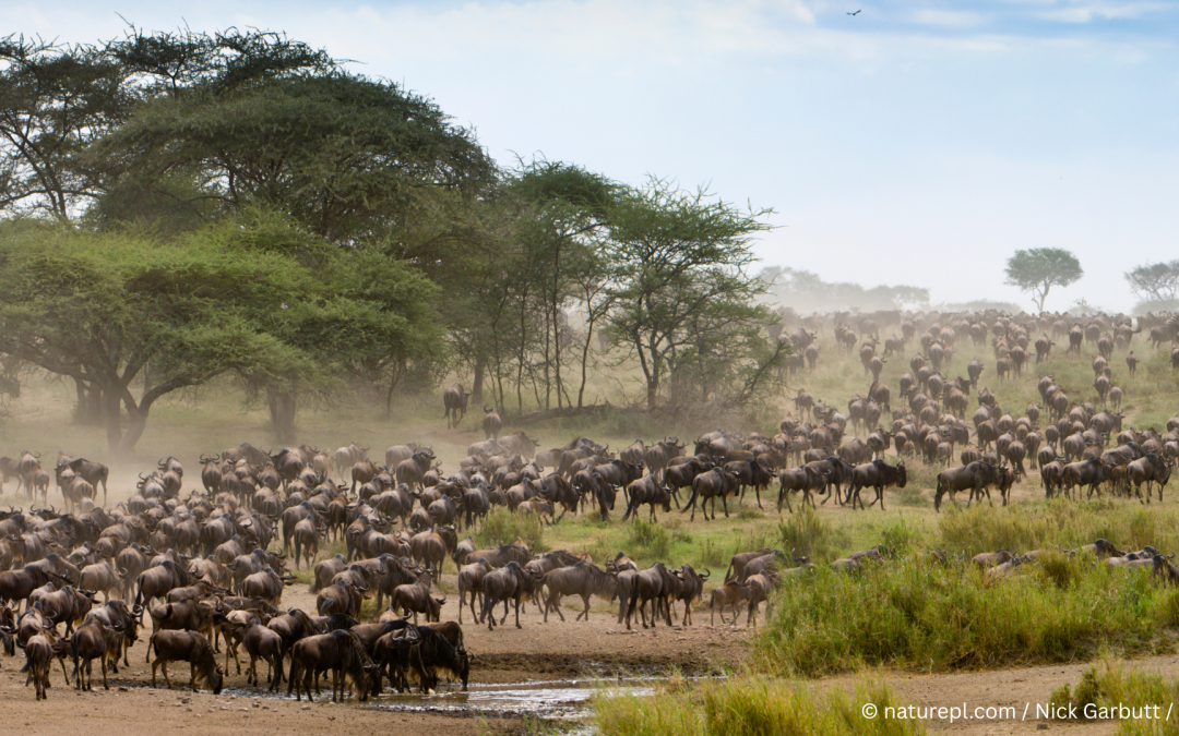 Across the Serengeti: East Africa’s Great Migration