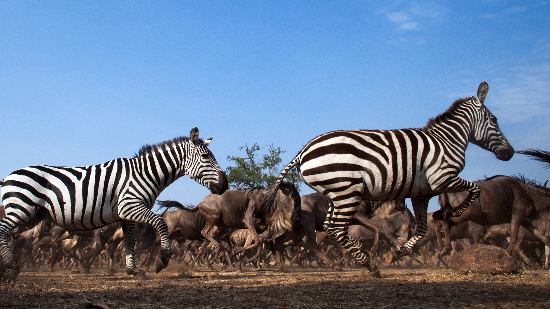 Herd of Zebra and Wildebeest running 