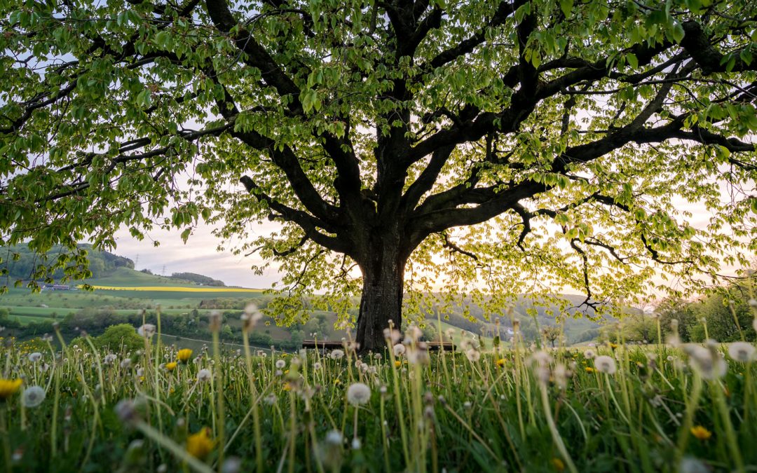 Biodiversity and Building Better Cities