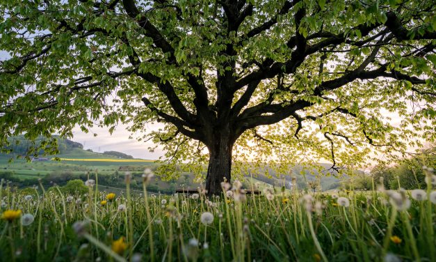 Biodiversity and Building Better Cities
