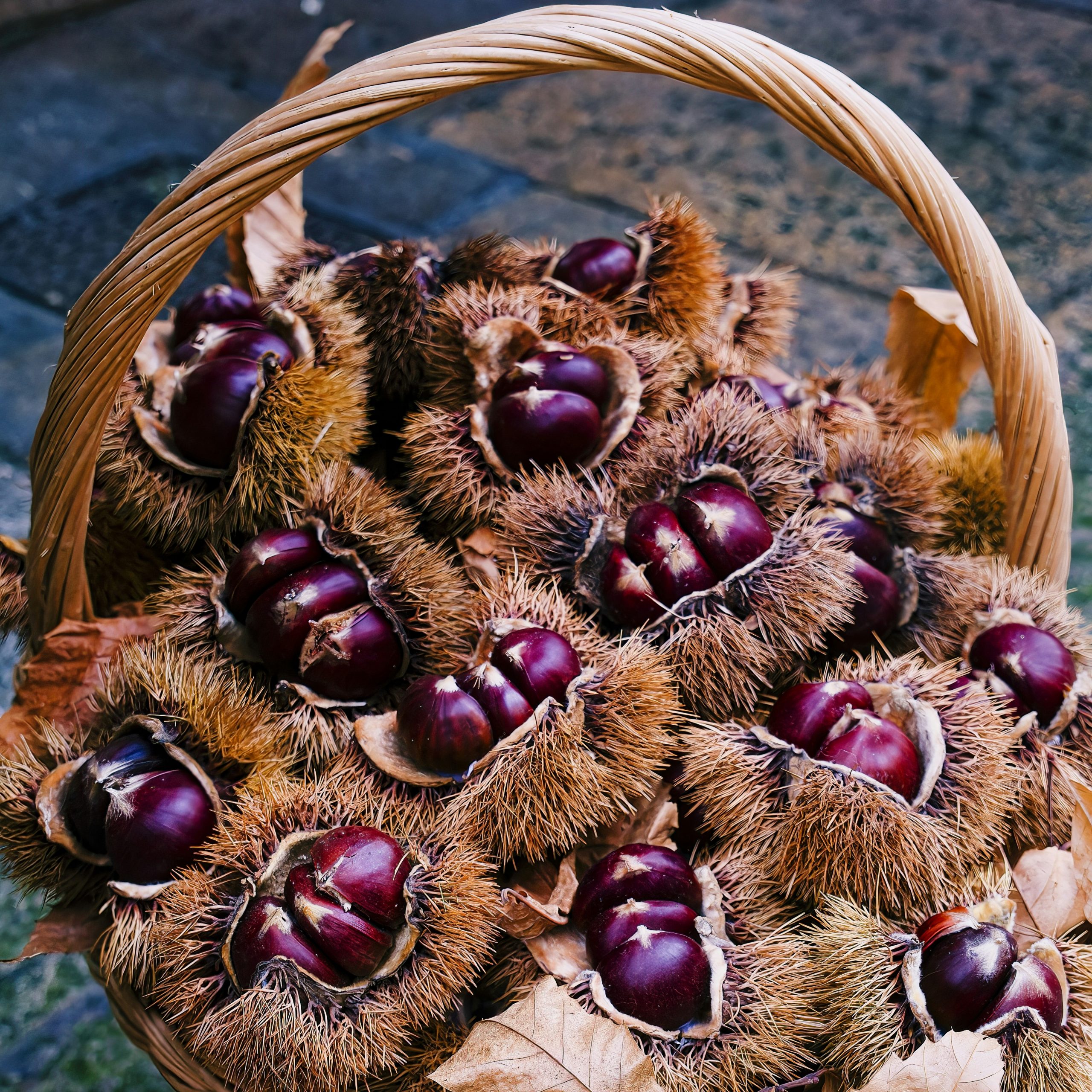 A basket of chestnuts in Tuscany.