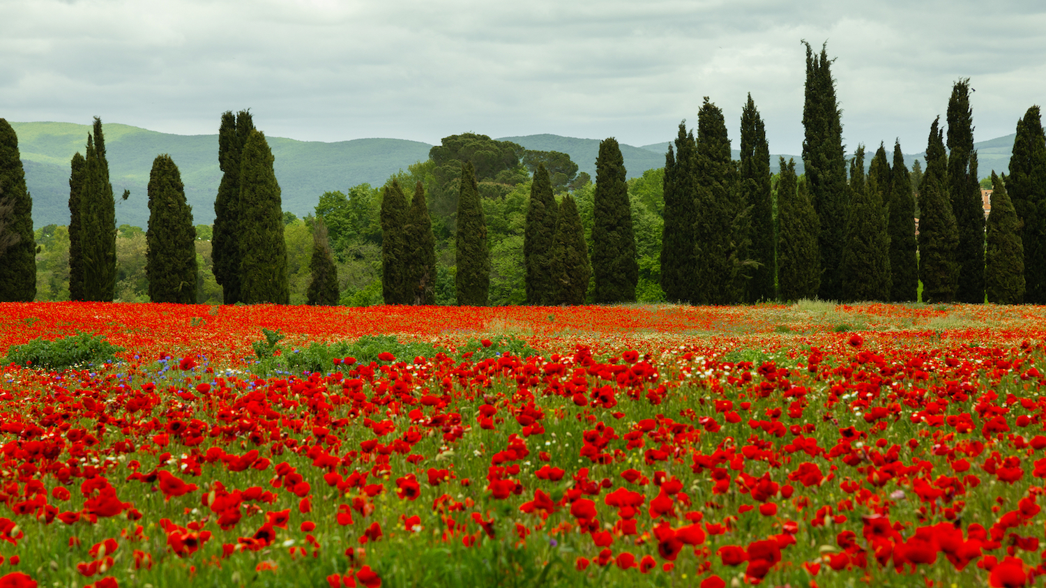 Poppy field during spring in Italy