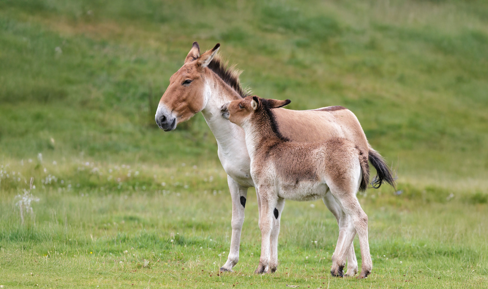  Takhi horses, Hustai National Park, Mongolia.