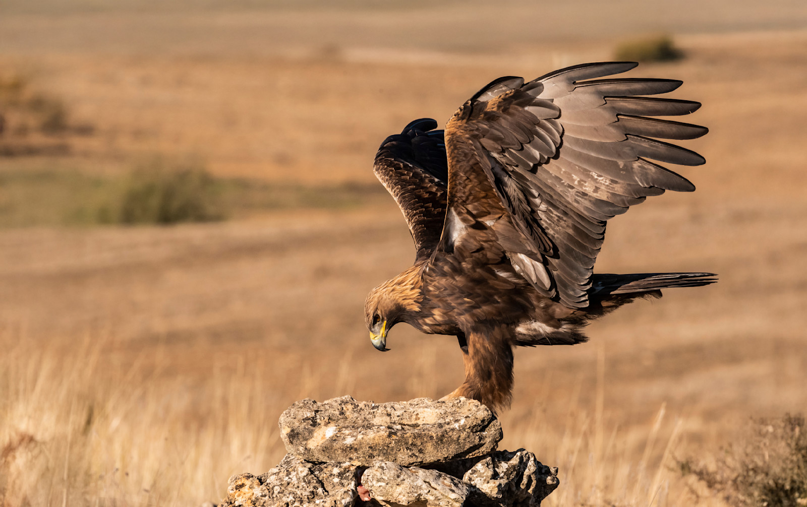 Golden eagle, Hustai National Park, Mongolia