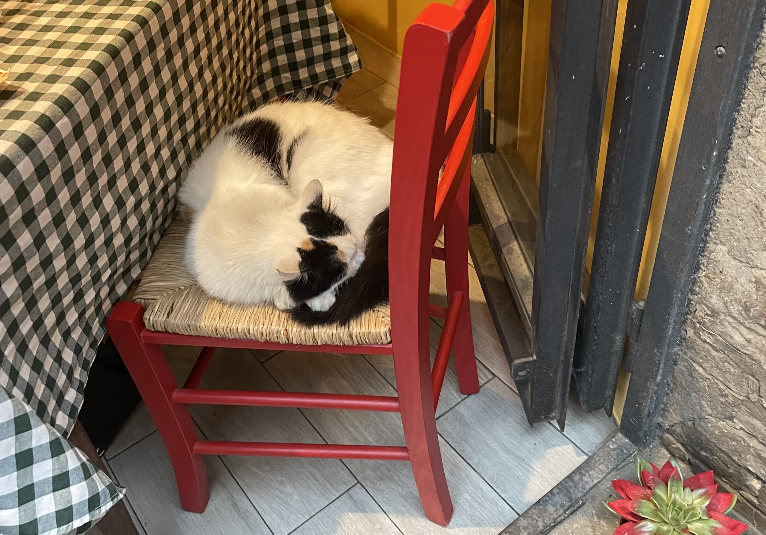 Cats curled up on chairs beneath checkered tablecloths at open-air restaurants, watchful from their dry perches