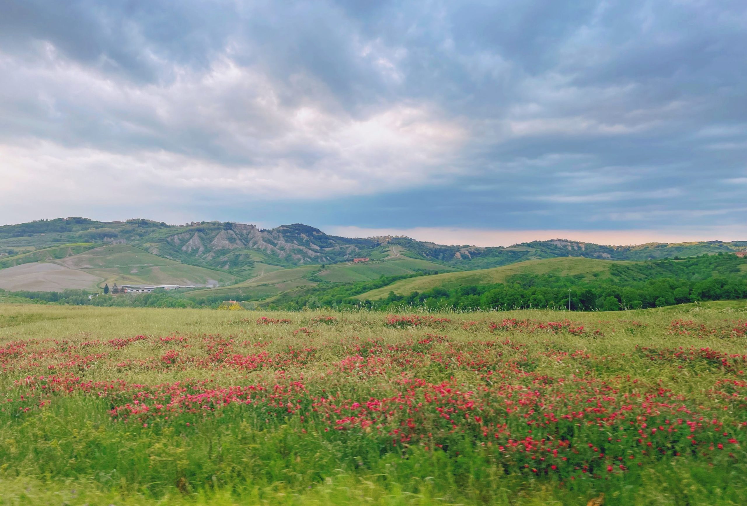 Pink wildflowers in the Tuscan countryside