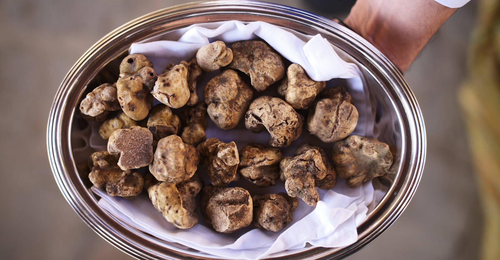 Freshly collected truffles, Piedmont, Italy