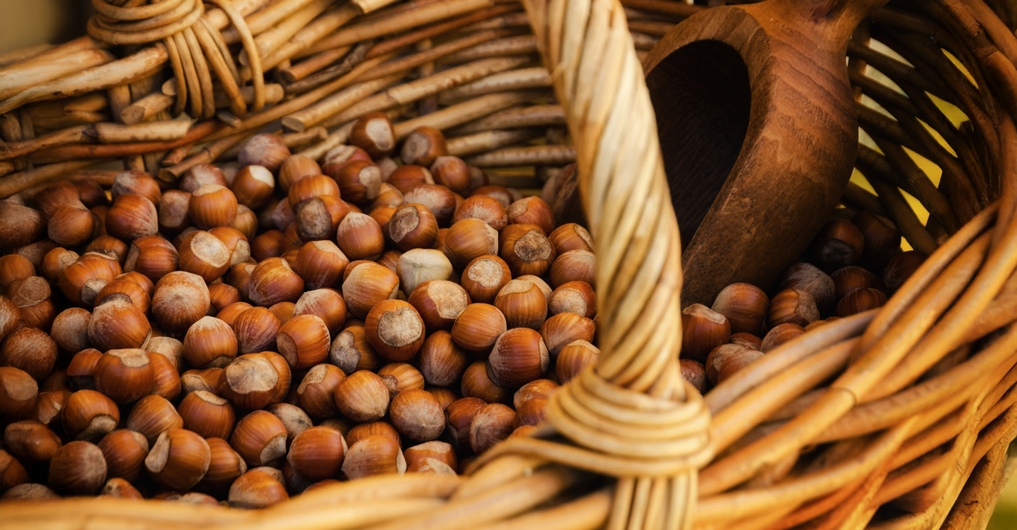 Tonda Gentile hazelnut, Alta Langa, Italy